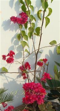  Flowering Shoot